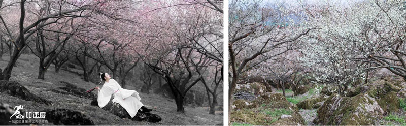 鶴鳴霧中(zhong)山(shān)賞花(huā)徒步 (7).jpg